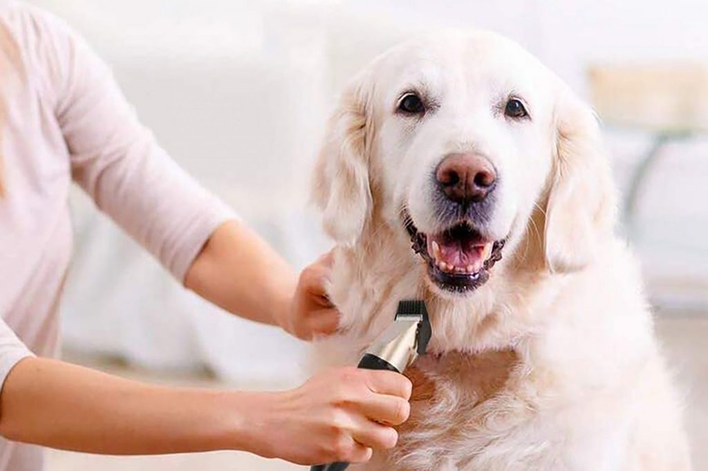 Dog Grooming Supplies